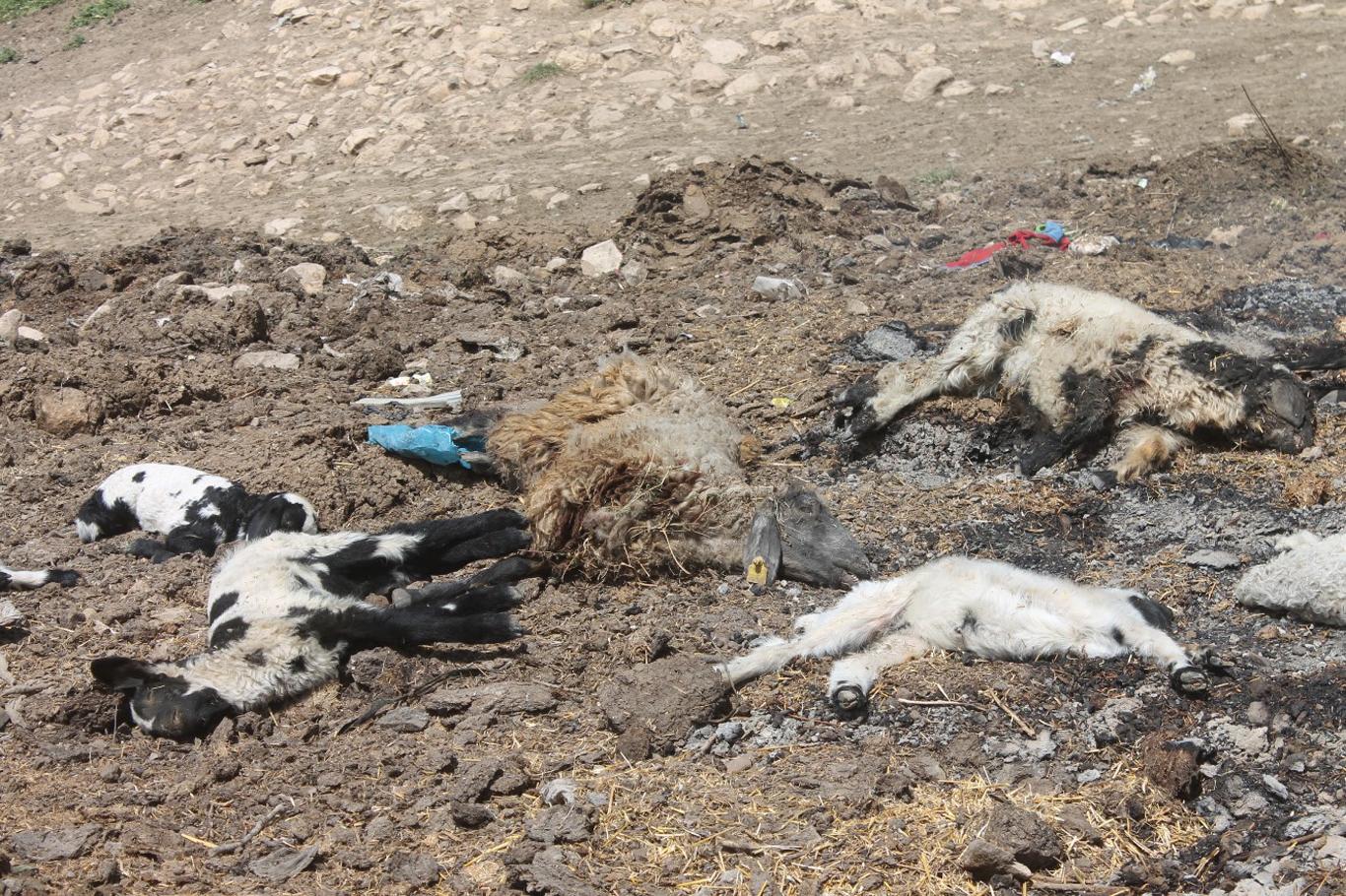 Mardin'de esrarengiz hayvan ölümleri